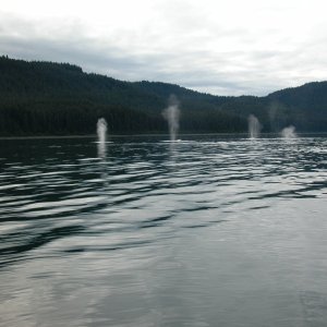 Media 'Whales aplenty near Pt. Adolpus, Alaska' in album 'C-Alaska June 26, 05'