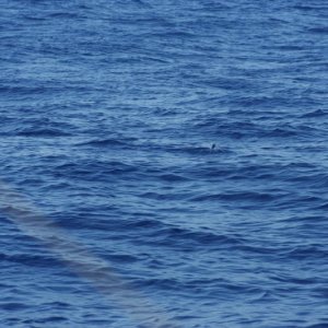 Flying Fish