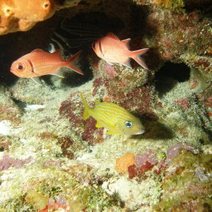 squirel fish