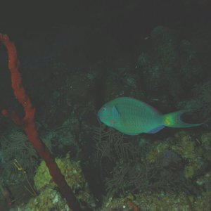 IMG 0102