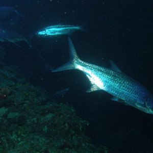 IMG 0106