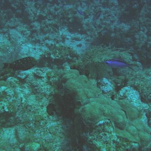 IMG 0118