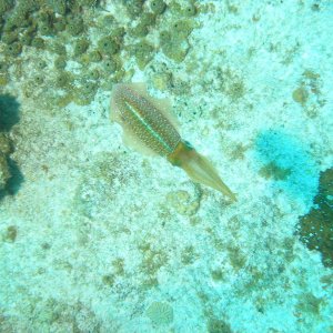 squid