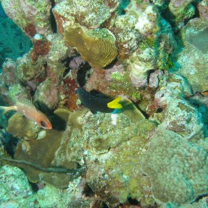 Media 'susan's favorite fish... babies are all black with neon blue pokadots.. yellow tale is an adult' in album 'Sunset house 1 room'