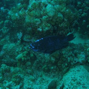 Media '50lbs parrot fish' in album 'Sunset house 1 room'