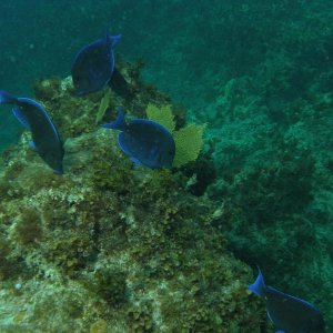 Media 'more blue tangs...they just seem to pose for you' in album 'Sunset house 1 room'