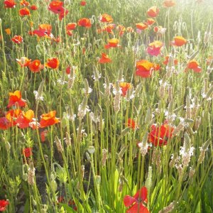Poppies along the road, close to home.