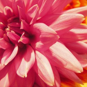 Variations on a "Pink Theme"