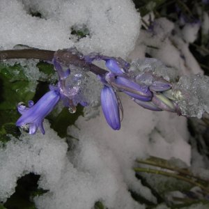 Bluebells peeking through the snow.