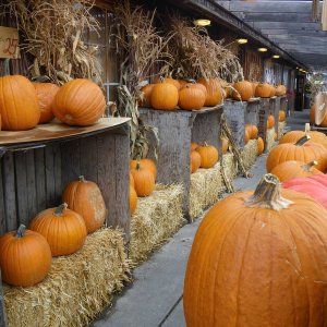 Sunny Farms fall display.