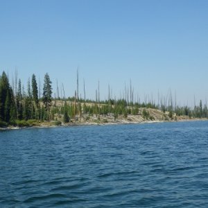 Forest slowly regrowing
