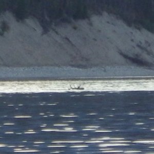 They swam to an island for the night