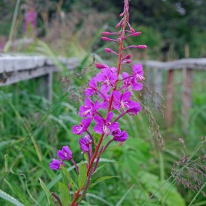 Media 'Fireweed, late September on Growler Island.' in album 'Coho at anchor at Growler Island.'