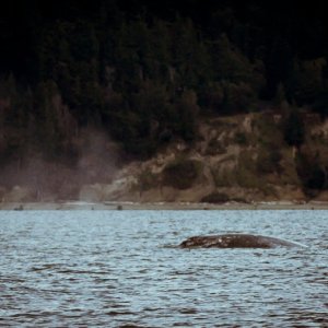 Finally some whales in calm water, with no other boats around, this is what we came for!