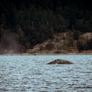 Finally some whales in calm water, with no other boats around, this is what we came for!