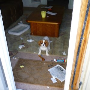 Loki the pack rat