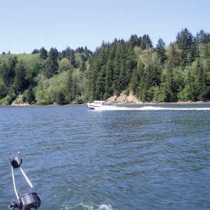 Media 'Ramblin Rose 4/22/06 Yaquina River' in album 'Great rendition until the boat arrives! :-)  Note the shark escorts! Yikes..'