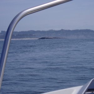 Media 'Our first ocean outing -- On our way back into Newport 5/20/06' in album 'Great rendition until the boat arrives! :-)  Note the shark escorts! Yikes..'