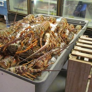 Florida spiney lobsters Key Fisheries
