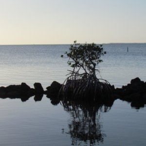 shot from the Marker 88 restaurant Islmorada