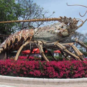 a large spiney lobster in Tavernier