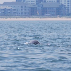 Media 'First ppod moving away' in album 'The first of three pods sighted 19 June 2012'