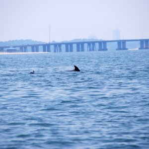 Media 'East side of the Lynnhaven Bridge is in the background with second pod feeding' in album 'The first of three pods sighted 19 June 2012'
