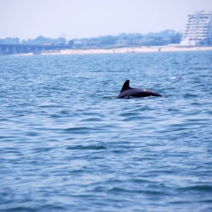 Media 'West side of the Lynnhaven Bridge is in the background with second pod' in album 'The first of three pods sighted 19 June 2012'