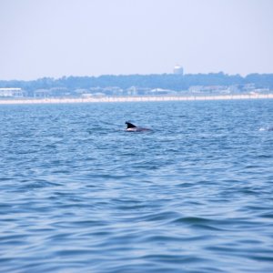 Media 'Third pod feeding' in album 'The first of three pods sighted 19 June 2012'