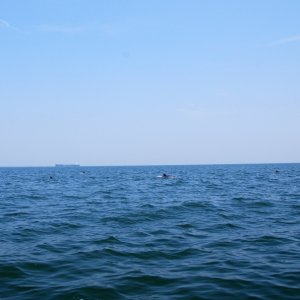 Media 'Third pod leaving the area and heading east to deeper water' in album 'The first of three pods sighted 19 June 2012'
