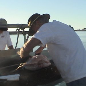 Albacore