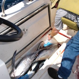 Media 'Each fish box held 5 good sized fish plus ice.' in album 'Ling cod and the old Reef Madness (the boat not the angler)'