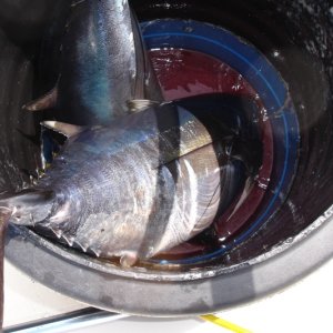 Tuna in bleed tube makes everyone happy