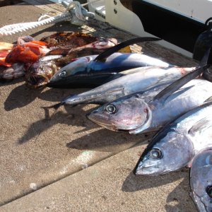 Media 'Great day fishing--7 albacore and a load of bottom fish' in album 'Ling cod and the old Reef Madness (the boat not the angler)'