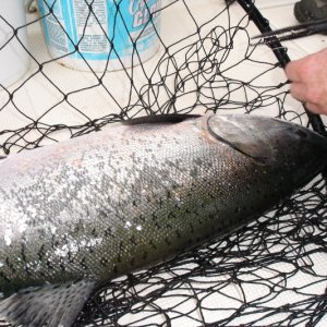 Salmon fishing has also been great in Eureka