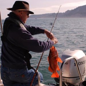 Media 'Gene with vermillion 5/10/2008' in album 'Ling cod and the old Reef Madness (the boat not the angler)'