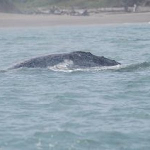lots of whales near beach