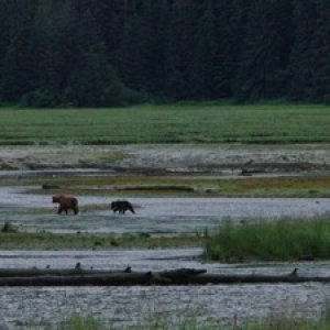 Media 'Sow and cub fishing at Sweetheart Creek' in album 'Returning home from first overnight'