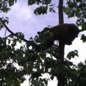 And yes for any non believers, that is a black bear about 35 ft up a tree.