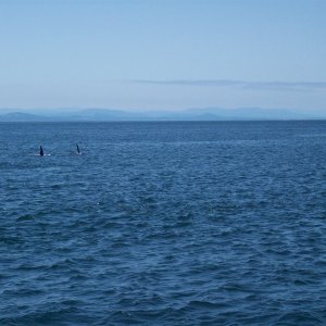 more from Haro Strait