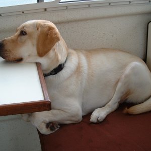 Mason's cruising posture