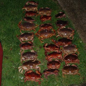 Hood Canal bounty