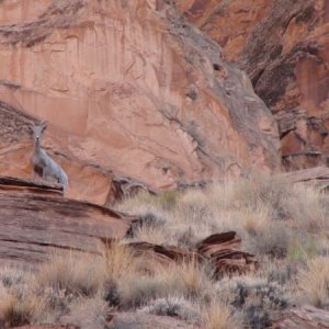 Sheep in Ceder Canyon