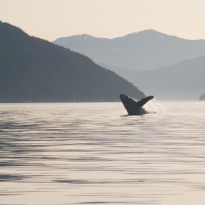Kit.fall08 038
Humpbacks in Douglas Channel.