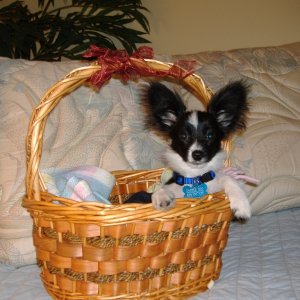 Bundle of Joy in a Basket
      Dabber Doo