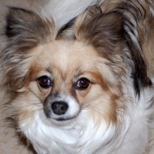 Daisy Mae...Just being pretty