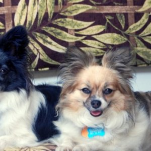 Dabber & Daisy (Boat Dogs)