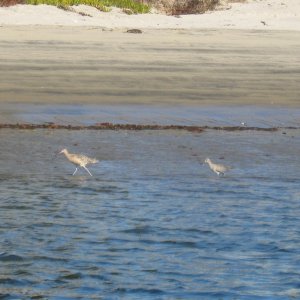 sandpipers and waders