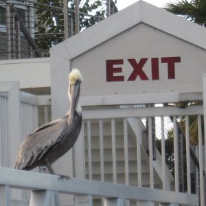 Brown pelican neighbor