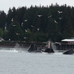 Whales bubble feeding in front of Hoonah, Icy Point restored cannery
